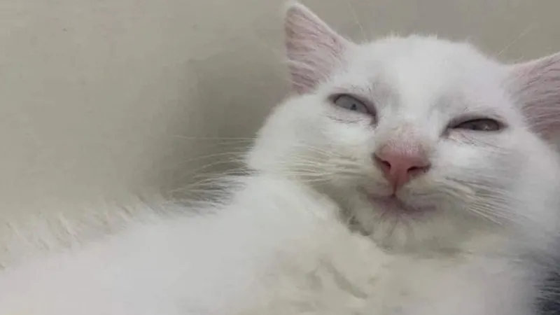 Meme mèo há mồm cute, cực kỳ dễ thương.