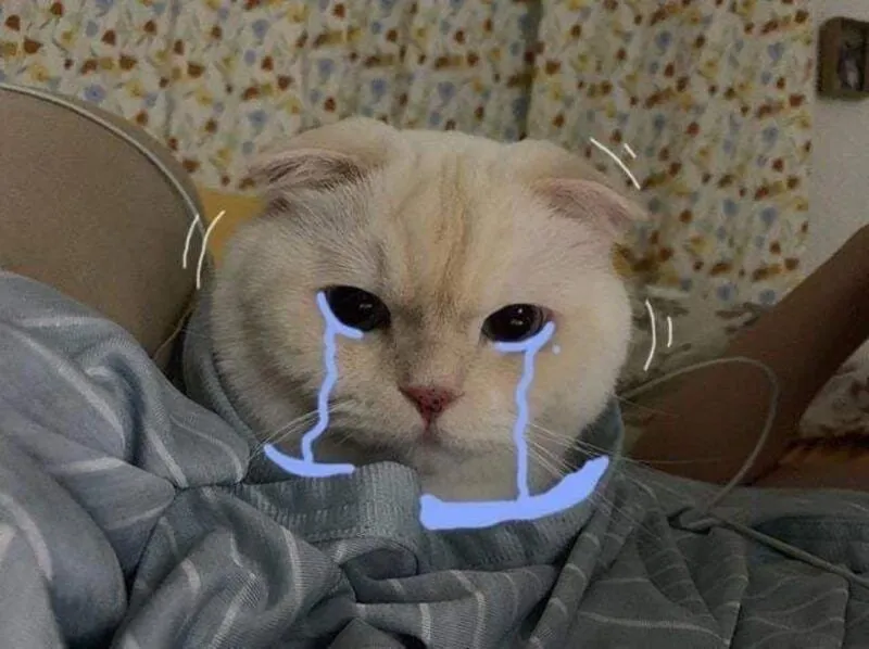 Meme mèo ôm đầu cực kỳ dễ thương và ngộ nghĩnh, bạn sẽ phải cười.