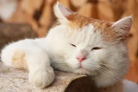 Meme mèo tức giận thể hiện biểu cảm cực kỳ hài hước!