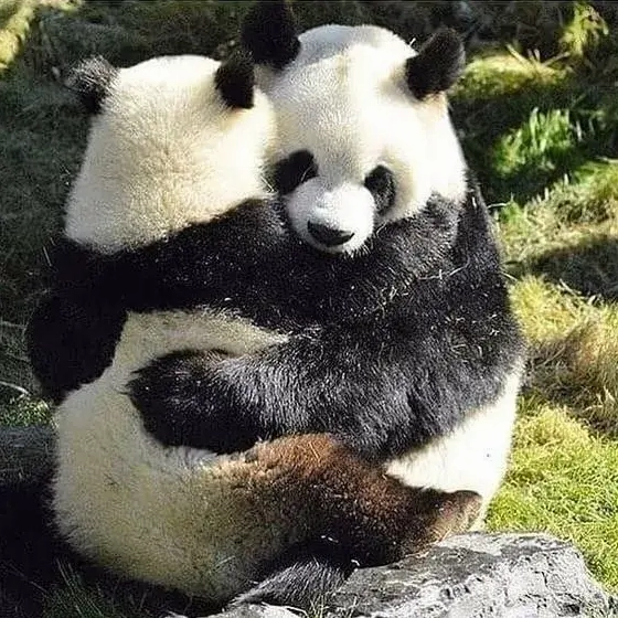 Meme ôm an ủi: Tuyển tập những hình ảnh gửi gắm yêu thương và sẻ chia