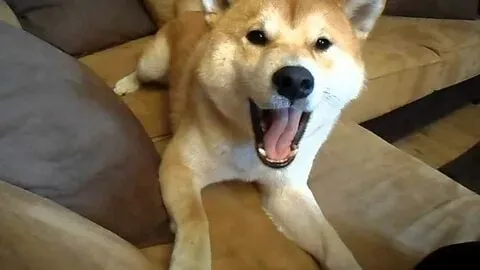 Smile dog meme, nụ cười hài hước khiến ai cũng thích!
