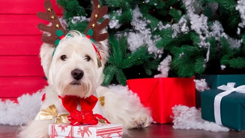 Meme cây thông noel nổi bật, tạo không khí Giáng sinh vui tươi.