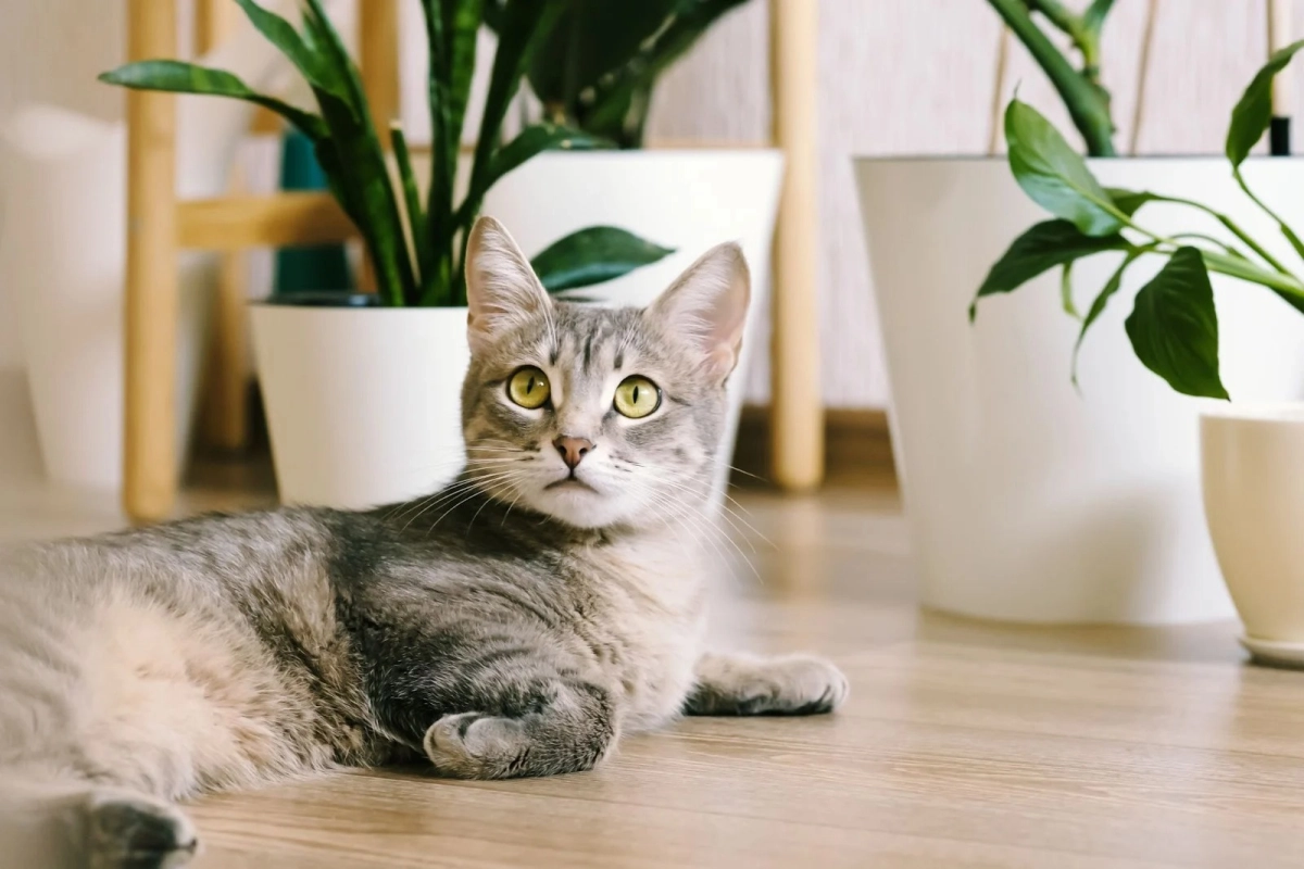 Mèo vào nhà đẻ có sao không còn được lý giải theo góc nhìn phong thủy.