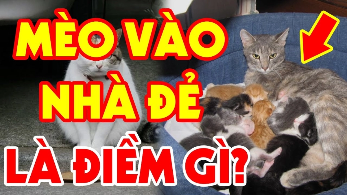Mèo vào nhà đẻ có sao không? Giải mã điềm lành hay dữ