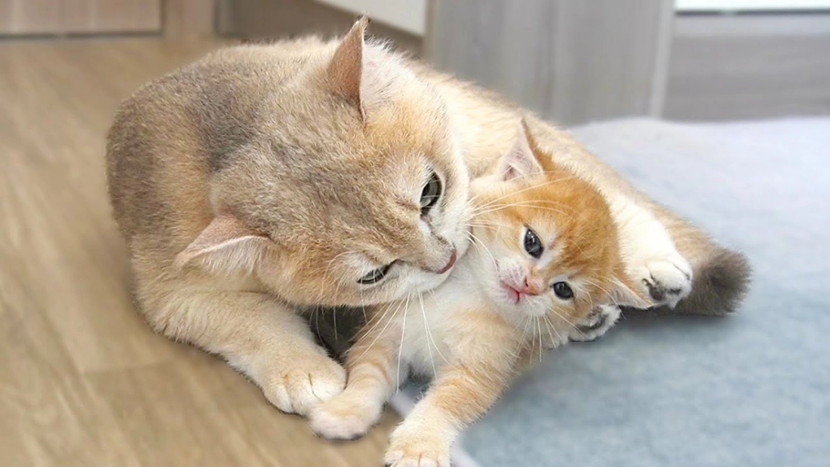 Mèo vào nhà đẻ có sao không thường gắn với quan niệm tâm linh.