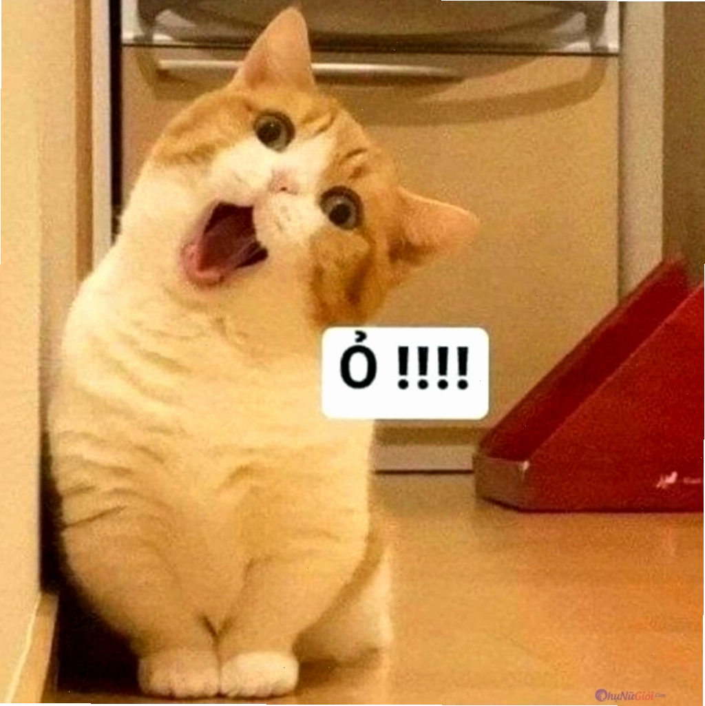 Mèo với biểu cảm độc đáo