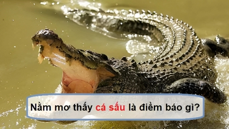 Những trường hợp phổ biến khi bạn nằm mơ thấy cá sấu
