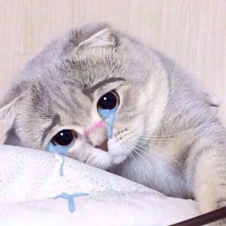 Tổng hợp meme không cực hài hước cho cuộc trò chuyện 60