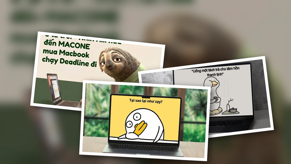 Top bộ hình nền meme về sở thích cá nhân độc lạ và hài hước nhất 2026