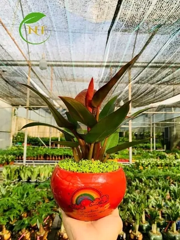 Tuổi Mão 1987 Trồng Cây Gì Hợp Phong Thủy Năm 2026 Mang Tài Lộc