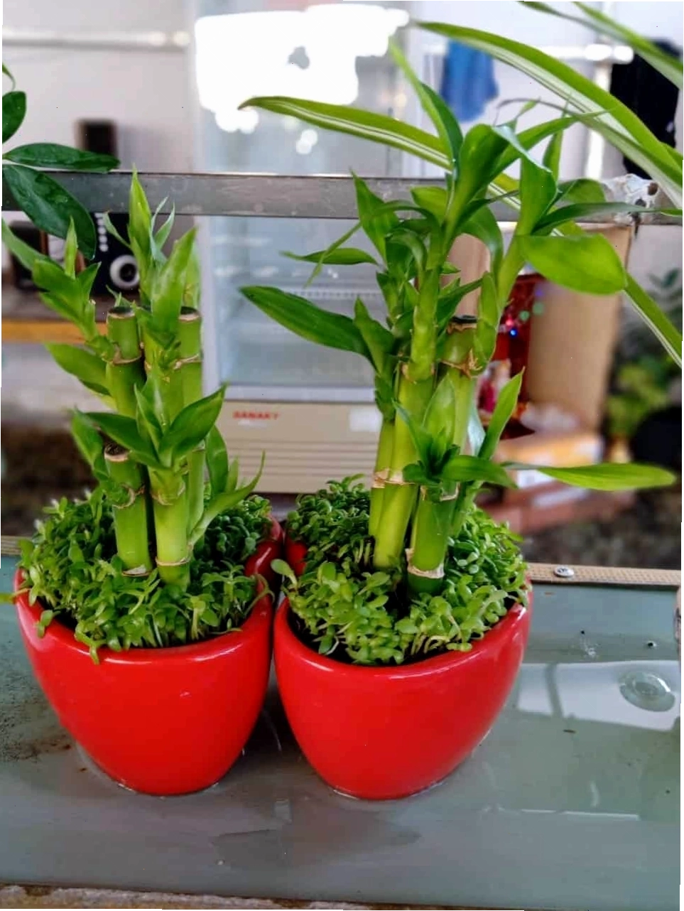 tuổi mậu thìn trồng cây gì hợp