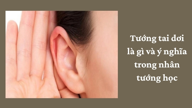 Tướng tai dơi có hợp phong thủy giúp thu hút tài lộc không?